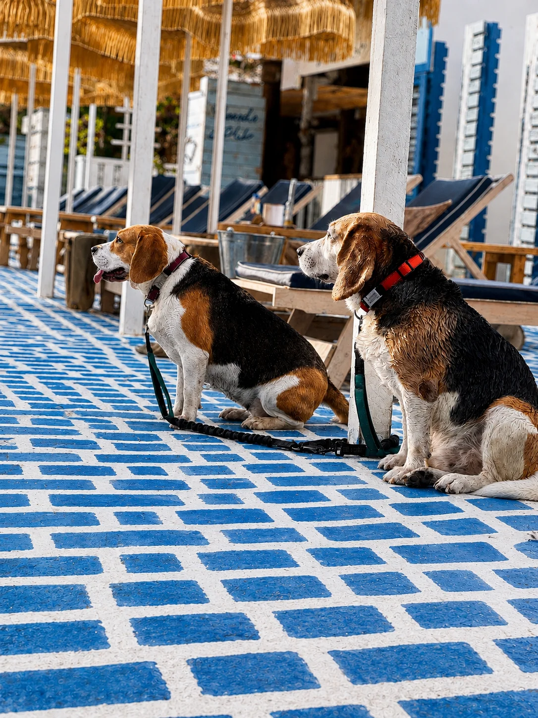 Dog Boarding